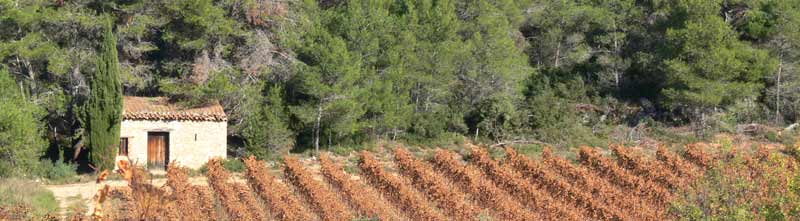 minervois languedoc vineyards
