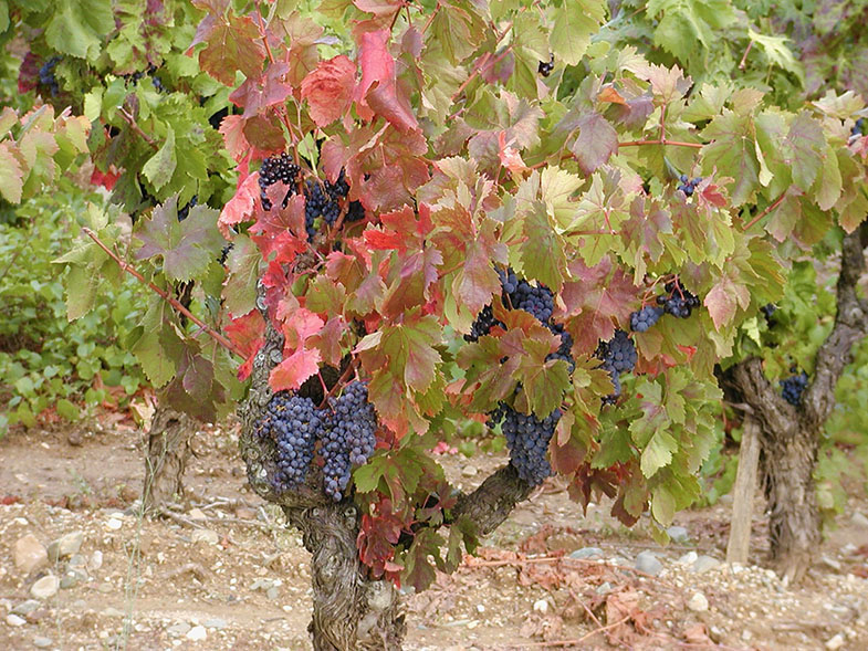 Minervois vineyard, Languedoc
